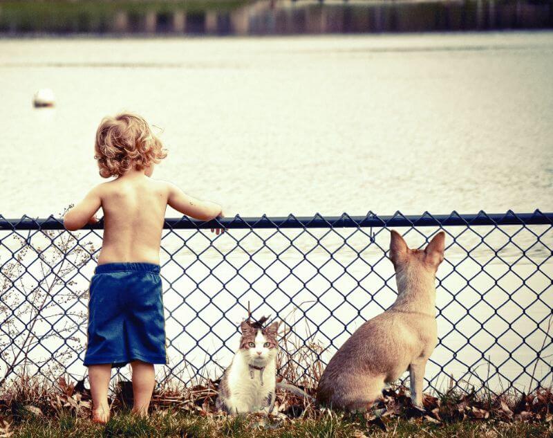 湖をみる男の子と犬、猫