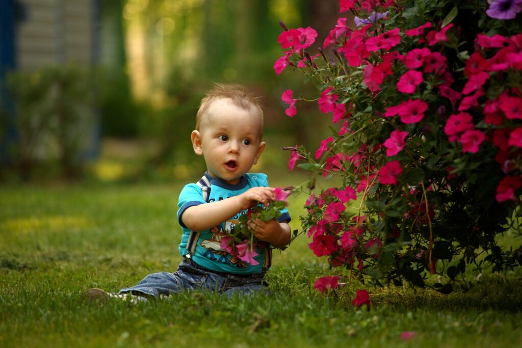 ピンクの花に触る男の子の赤ちゃん